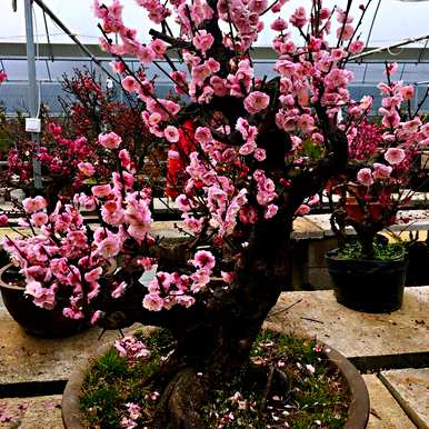 花中皇后指的是什么花，花中皇后指的是什么花图？