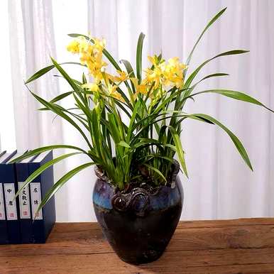 花中皇后指的是什么花，花中皇后指的是什么花图？