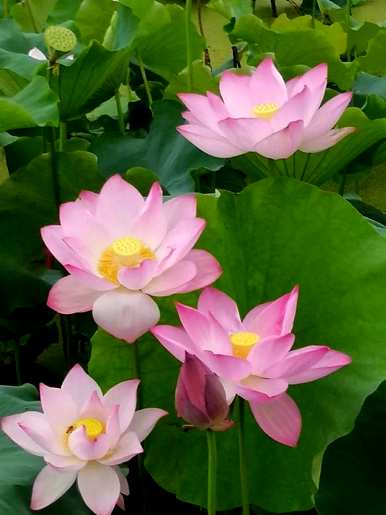 花中皇后指的是什么花，花中皇后指的是什么花图？