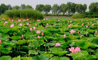 花中皇后指的是什么花，花中皇后指的是什么花图？