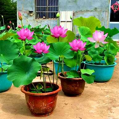 花中皇后指的是什么花，花中皇后指的是什么花图？