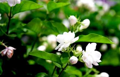 什么花在夏天开花最好，什么花在夏天开花？