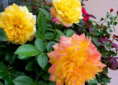 什么花在夏天开花最好，什么花在夏天开花？