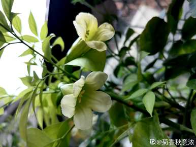 芦荟开花是什么样的图片，库拉索芦荟开花图片