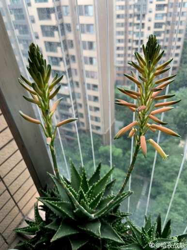 芦荟开花是什么样的图片，库拉索芦荟开花图片