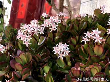 芦荟开花是什么样的图片，库拉索芦荟开花图片
