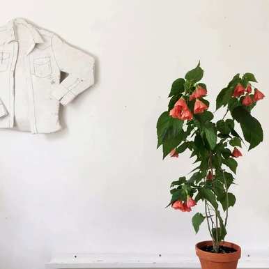 金铃花的养殖方法，金铃花用什么花盆？