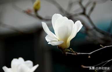 南方玉兰花什么时候开，南方玉兰花怎么过冬？
