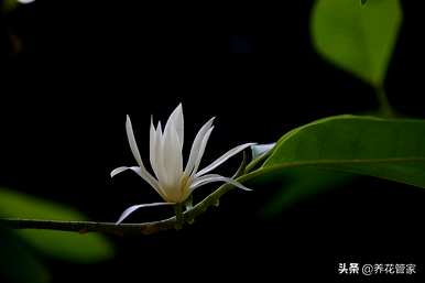 南方玉兰花什么时候开，南方玉兰花怎么过冬？