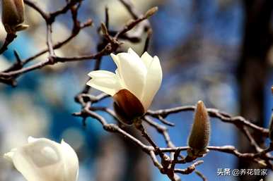 南方玉兰花什么时候开，南方玉兰花怎么过冬？