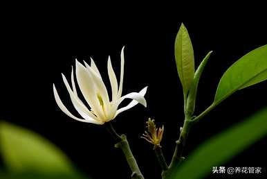 南方玉兰花什么时候开，南方玉兰花怎么过冬？