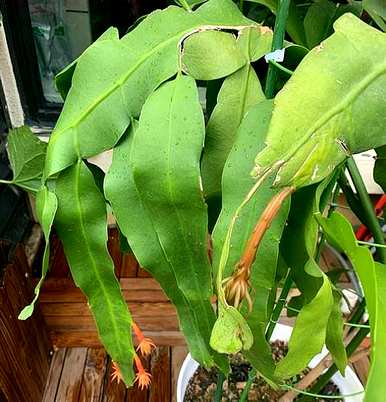 昙花修剪后可以施肥吗？昙花的育种方法和修剪