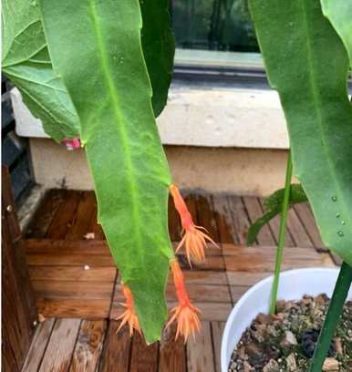 昙花修剪后可以施肥吗？昙花的育种方法和修剪