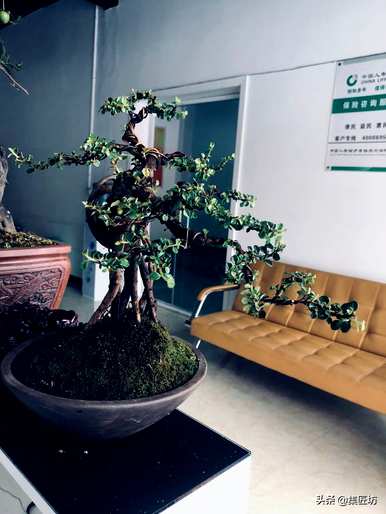 荀子平枝还有什么荀子？荀子平枝简介