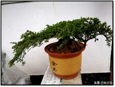 荀子平枝还有什么荀子？荀子平枝简介