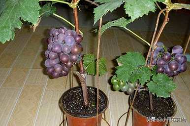 日本葡萄棚栽培技术视频，阳台盆栽葡萄苗如何种植视频