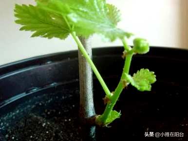 日本葡萄棚栽培技术视频，阳台盆栽葡萄苗如何种植视频