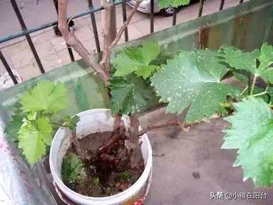 日本葡萄棚栽培技术视频，阳台盆栽葡萄苗如何种植视频