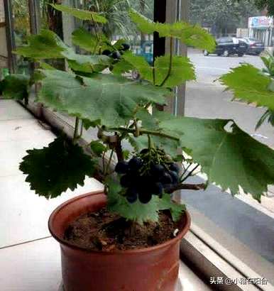 日本葡萄棚栽培技术视频，阳台盆栽葡萄苗如何种植视频