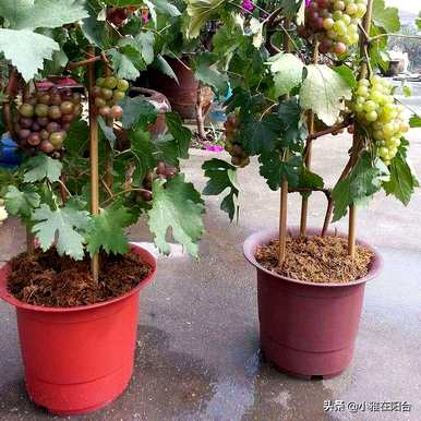 日本葡萄棚栽培技术视频，阳台盆栽葡萄苗如何种植视频