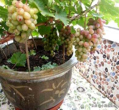 日本葡萄棚栽培技术视频，阳台盆栽葡萄苗如何种植视频