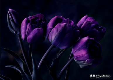 白郁金香和红郁金香花语，郁金香花语是什么意思