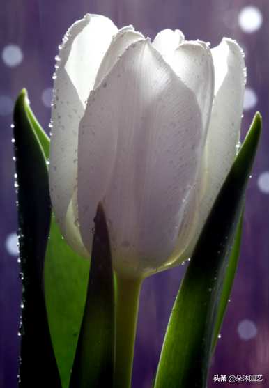 白郁金香和红郁金香花语，郁金香花语是什么意思