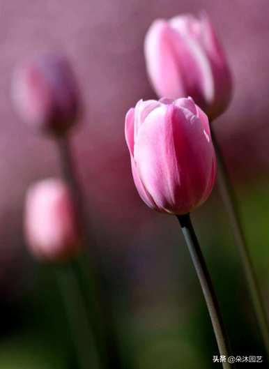 白郁金香和红郁金香花语，郁金香花语是什么意思