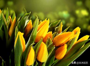 白郁金香和红郁金香花语，郁金香花语是什么意思