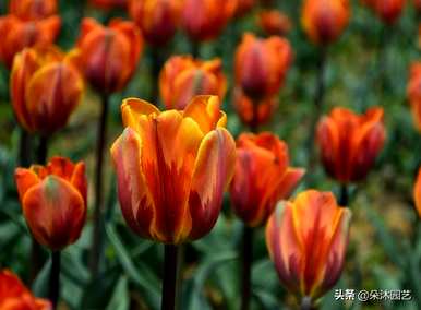 白郁金香和红郁金香花语，郁金香花语是什么意思