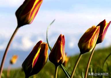 白郁金香和红郁金香花语，郁金香花语是什么意思
