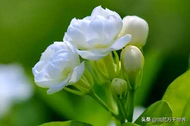 夏季开花的详细介绍，夏季开花的植物是什么？