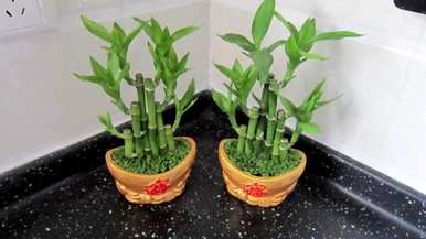 富贵竹节节高黄叶怎么救，节节高竹怎么养不黄叶