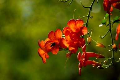 凌霄花语怎么说？凌霄花语和寓意