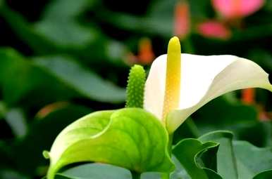 如何养一帆风顺的红掌花？家里养一帆风顺的花好吗？