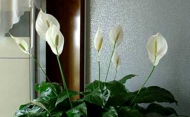 如何养一帆风顺的红掌花？家里养一帆风顺的花好吗？