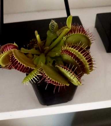 食虫植物有哪些，食虫植物有哪些视频