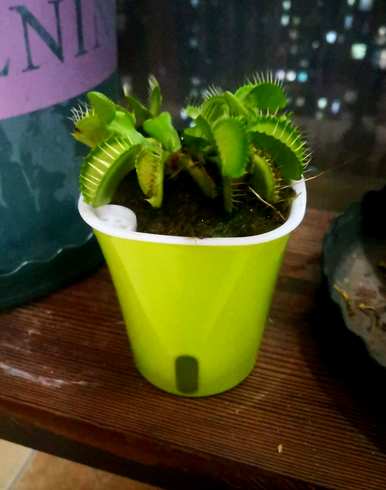 食虫植物有哪些，食虫植物有哪些视频