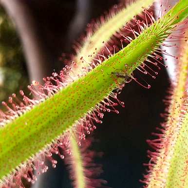 食虫植物有哪些，食虫植物有哪些视频