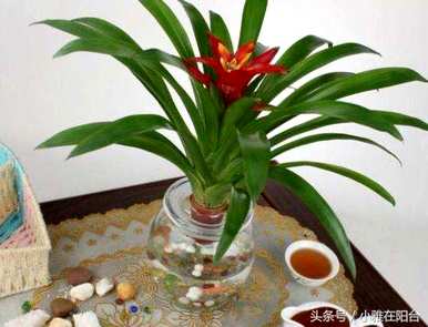 菠萝头怎么培育，盆栽菠萝头能长成菠萝吗？