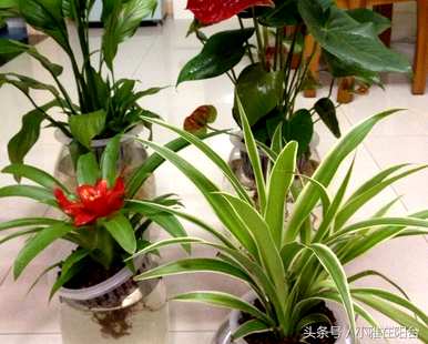 菠萝头怎么培育，盆栽菠萝头能长成菠萝吗？