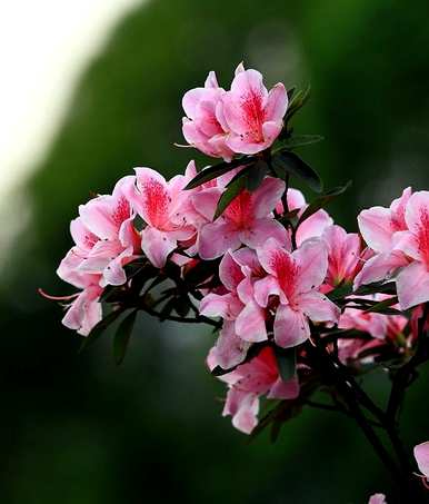杜鹃花掉叶子怎么了？杜鹃花掉叶子怎么了？