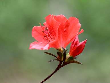 杜鹃花掉叶子怎么了？杜鹃花掉叶子怎么了？