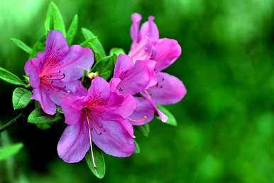 杜鹃花掉叶子怎么了？杜鹃花掉叶子怎么了？