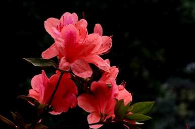 杜鹃花掉叶子怎么了？杜鹃花掉叶子怎么了？