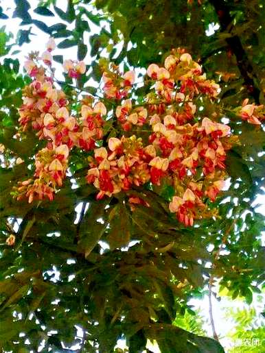 所有红花槐视频，红花槐种植方法
