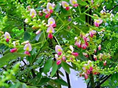 所有红花槐视频，红花槐种植方法