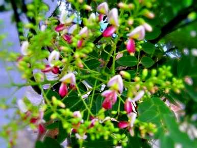 所有红花槐视频，红花槐种植方法