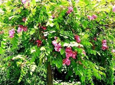 所有红花槐视频，红花槐种植方法