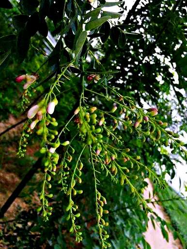 所有红花槐视频，红花槐种植方法